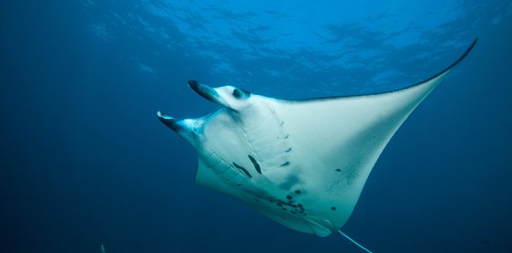 Manta Ray