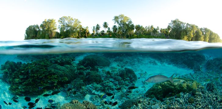 Tropical Island and Fish Underwater in the South Pacific