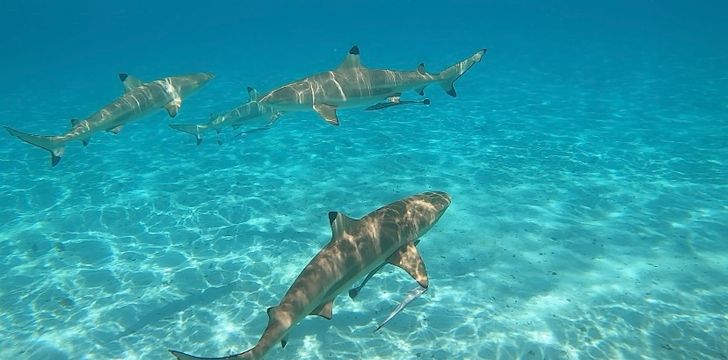 Blacktip Sharks