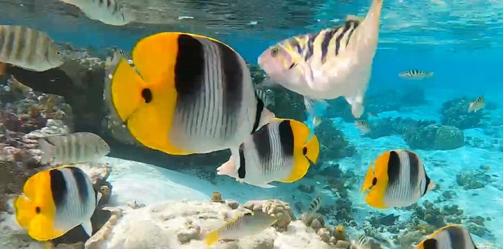 Tahiti Snorkeling