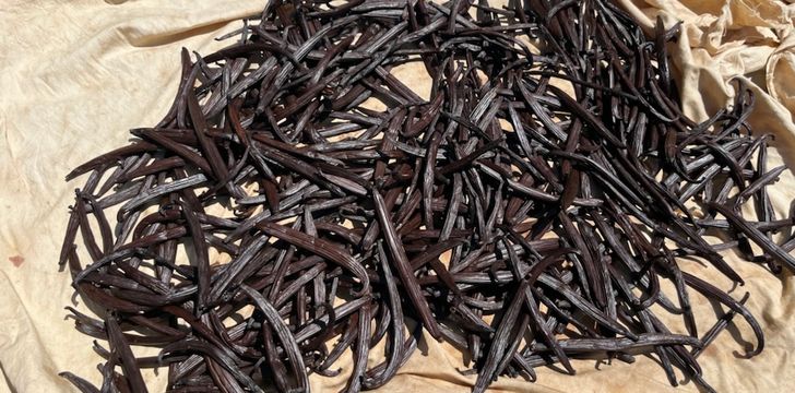 Drying Vanilla Beans