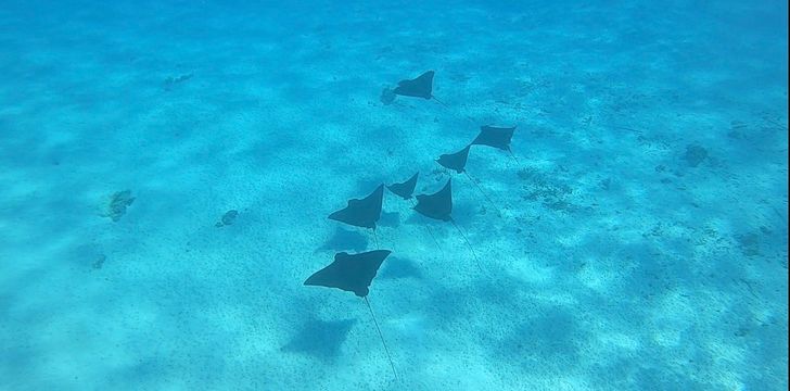 Eagle Rays