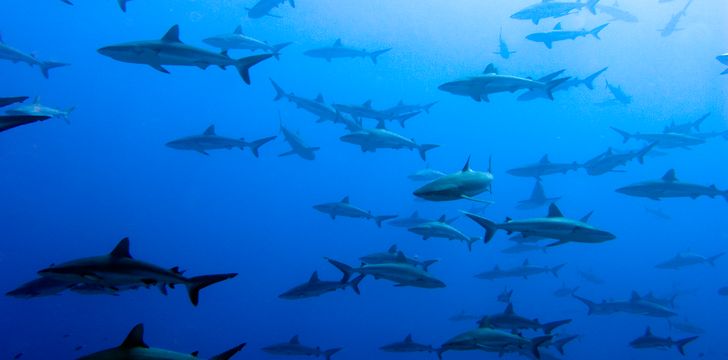 Grey Reef Sharks