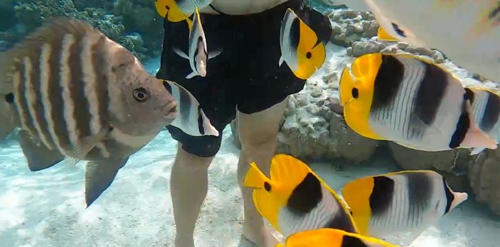 tahaa coral garden