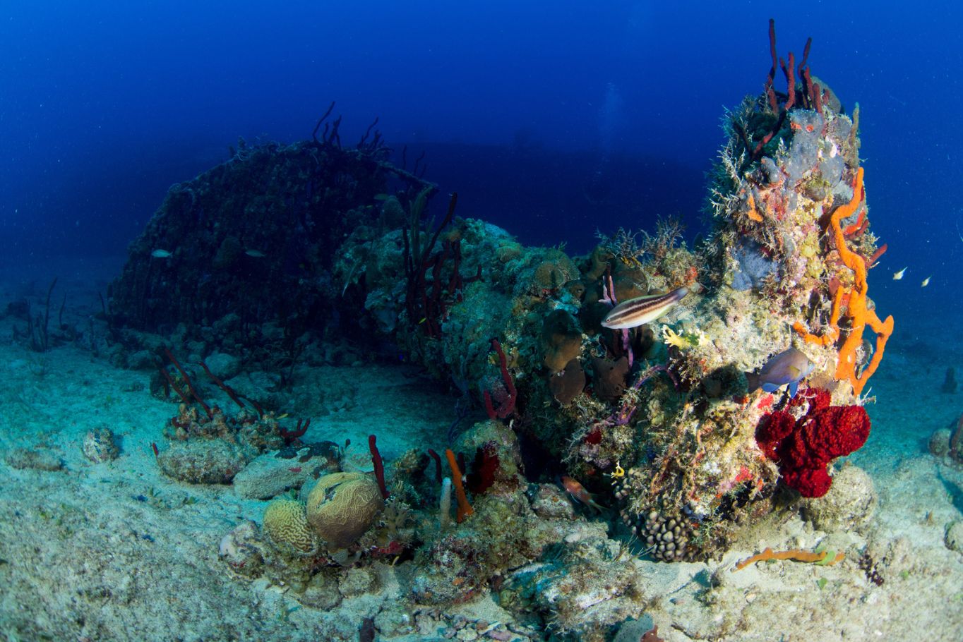 Wreck of the Rhone in the BVI
