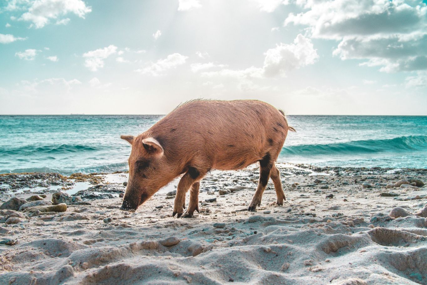 Pigs on Big Major Cay