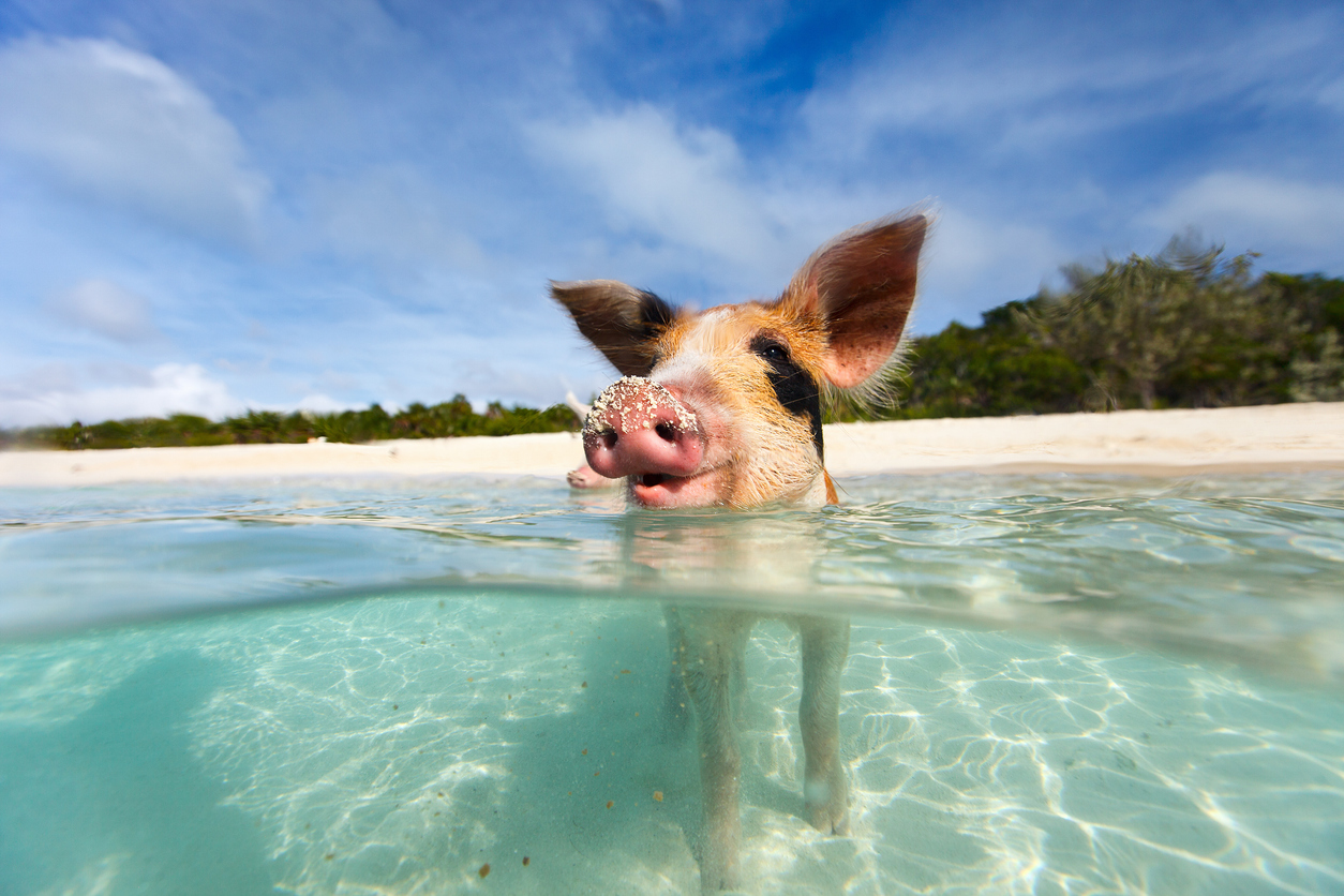 Swimming with Pigs in the Bahamas