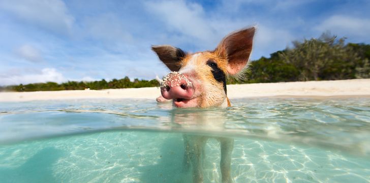 Swimming Pigs in the Bahamas