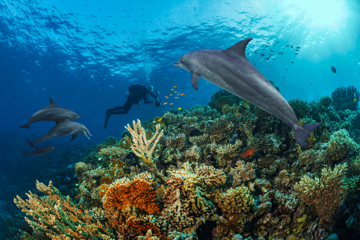 SCUBA diving in the Red Sea