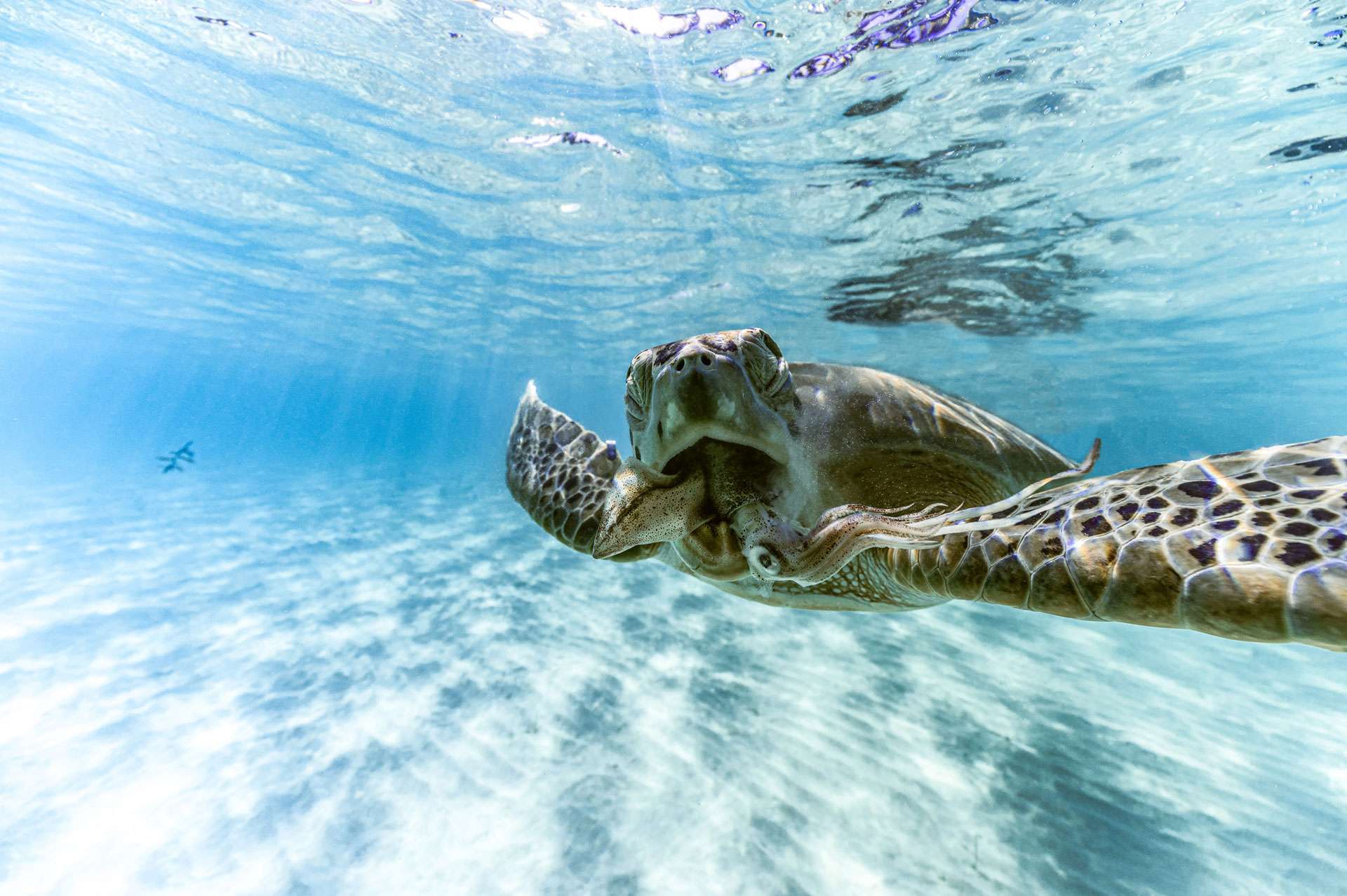 Sea Turtles in Exuma Park