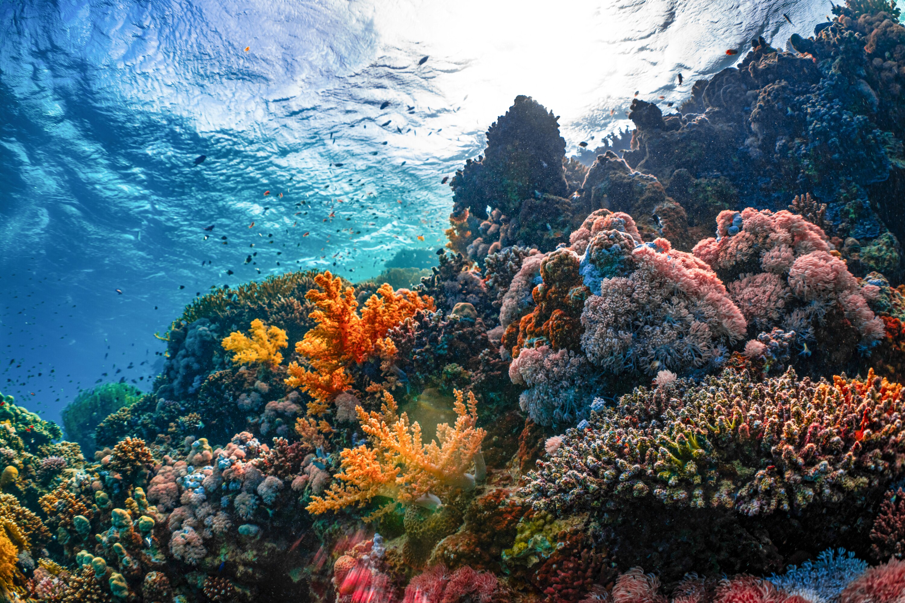 Vibrant reefs in the Exumas