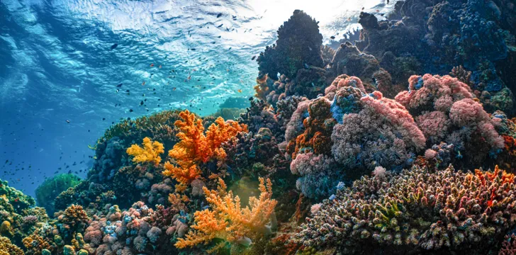 Vibrant reefs in the Exumas