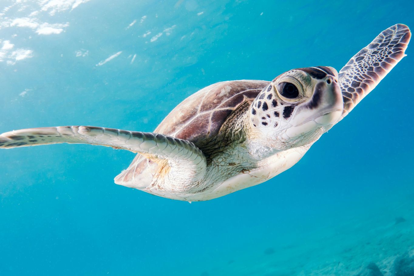Snorkeling with Sea Turtles in the BVI