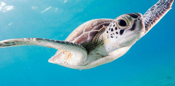 Snorkeling with Sea Turtles in the BVI