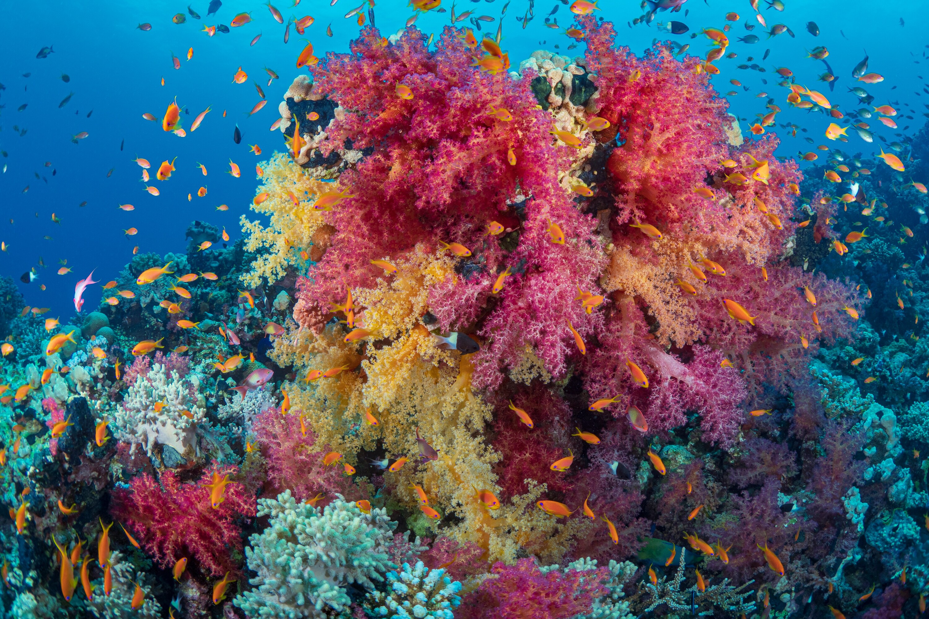 Coral Reefs in the Red Sea