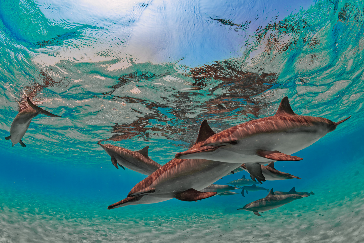 Dolphin Spotting in the Red Sea