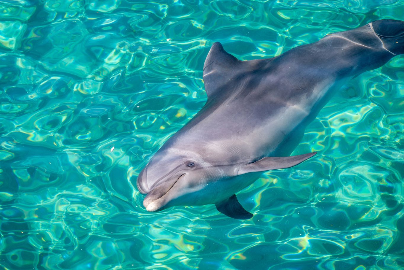 Friendly Dolphins in the Red Sea