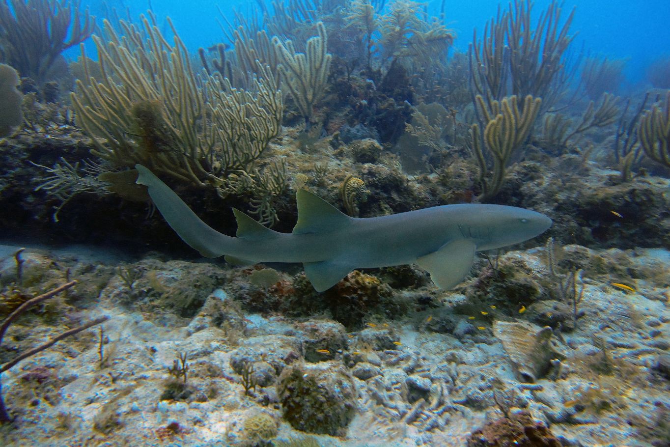 Reef Sharks in the BVI