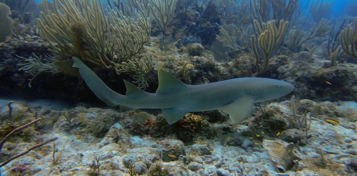 Reef Sharks in the BVI