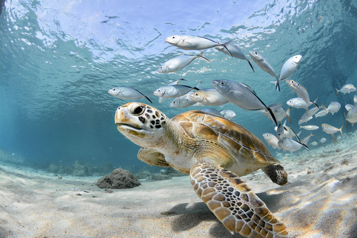 Snorkeling with Sea Turtles