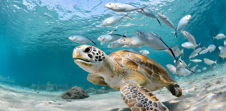Snorkeling with Sea Turtles