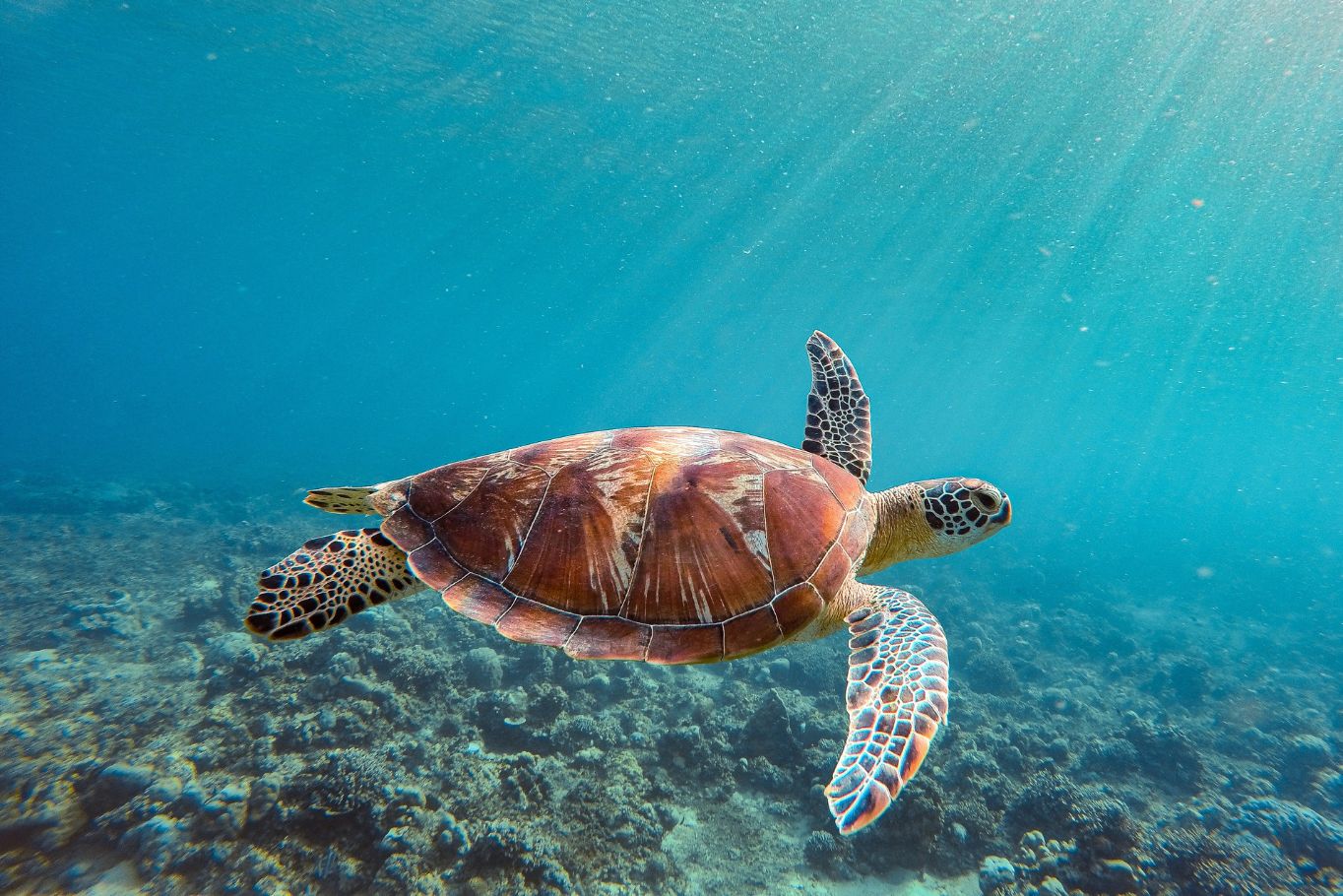 sea turtles in the BVI