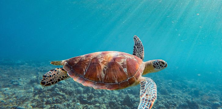sea turtles in the BVI