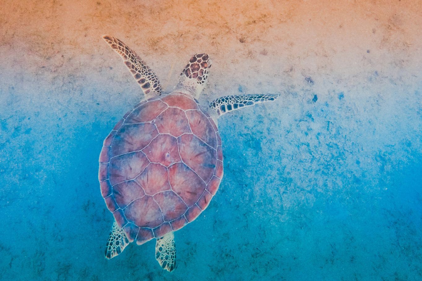 Sea Turtle Encounters