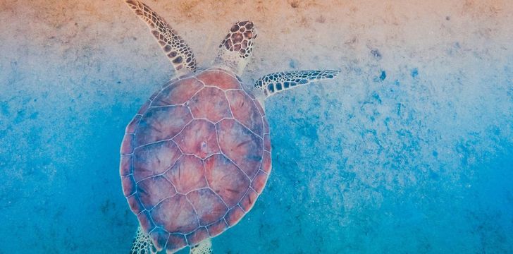 Sea Turtle Encounters