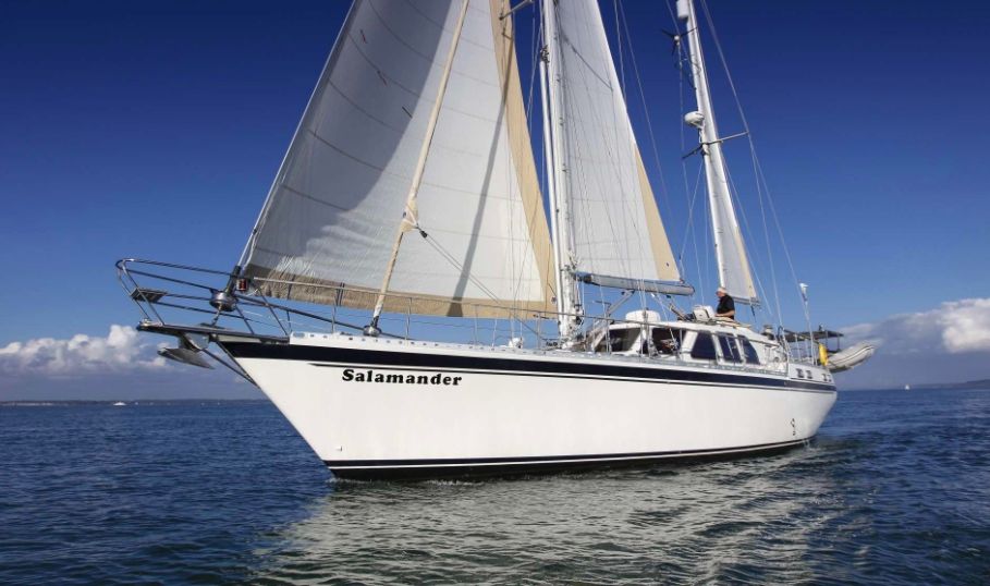 Salamander_Grenada