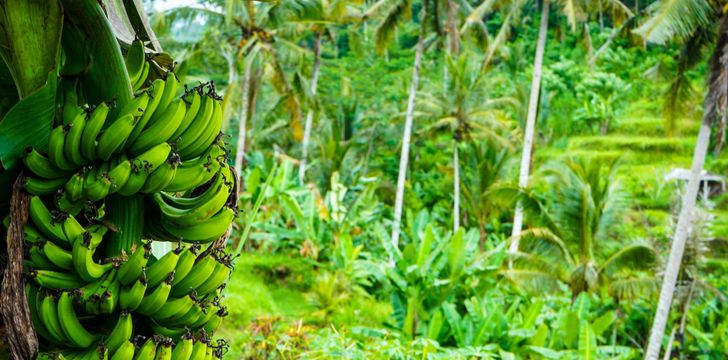 Costa Rica Banana Plantation