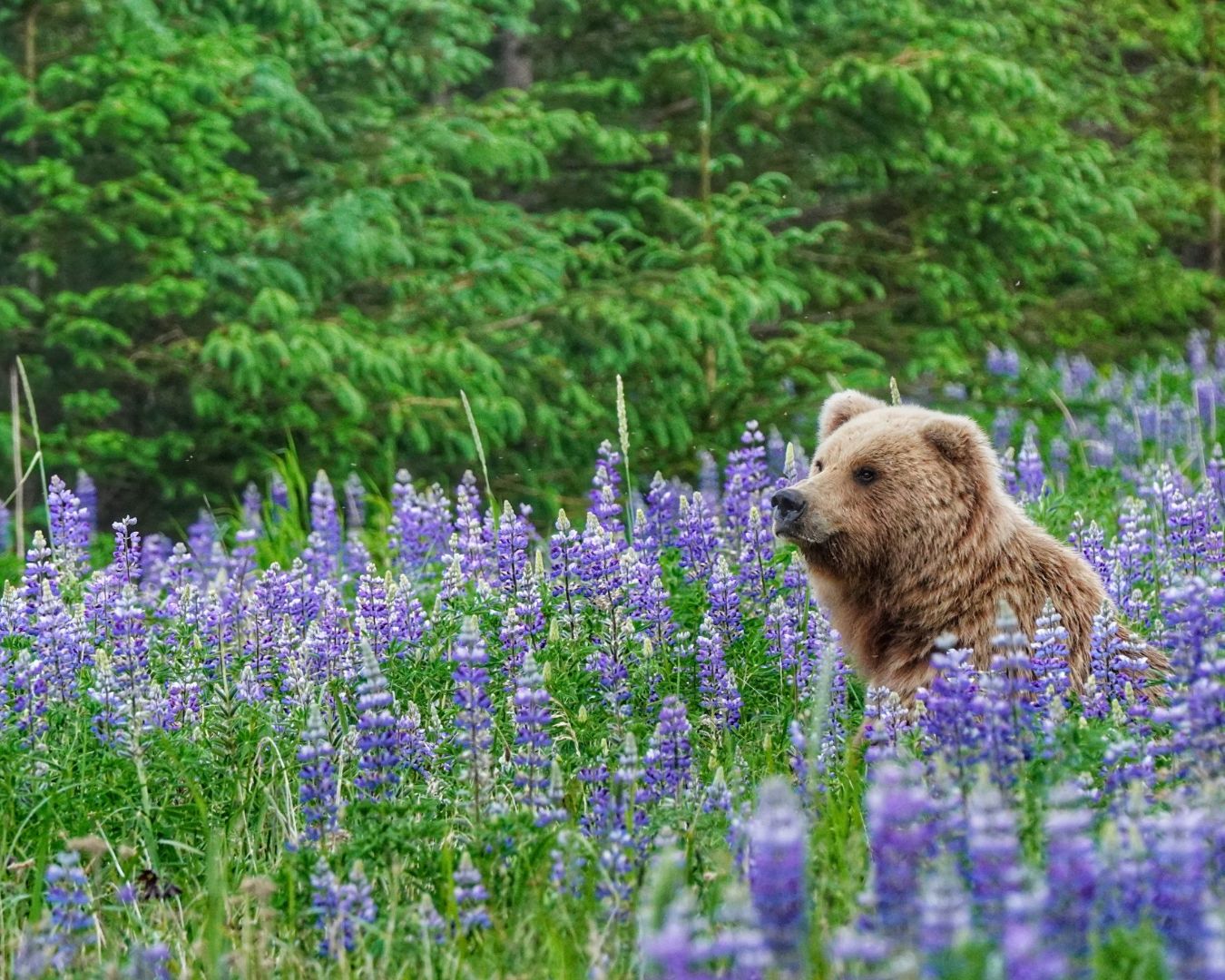 bear amongst purple flowers in alaska
