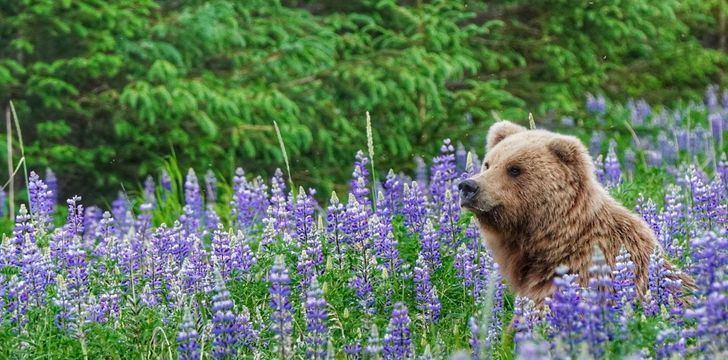 bear amongst purple flowers in alaska