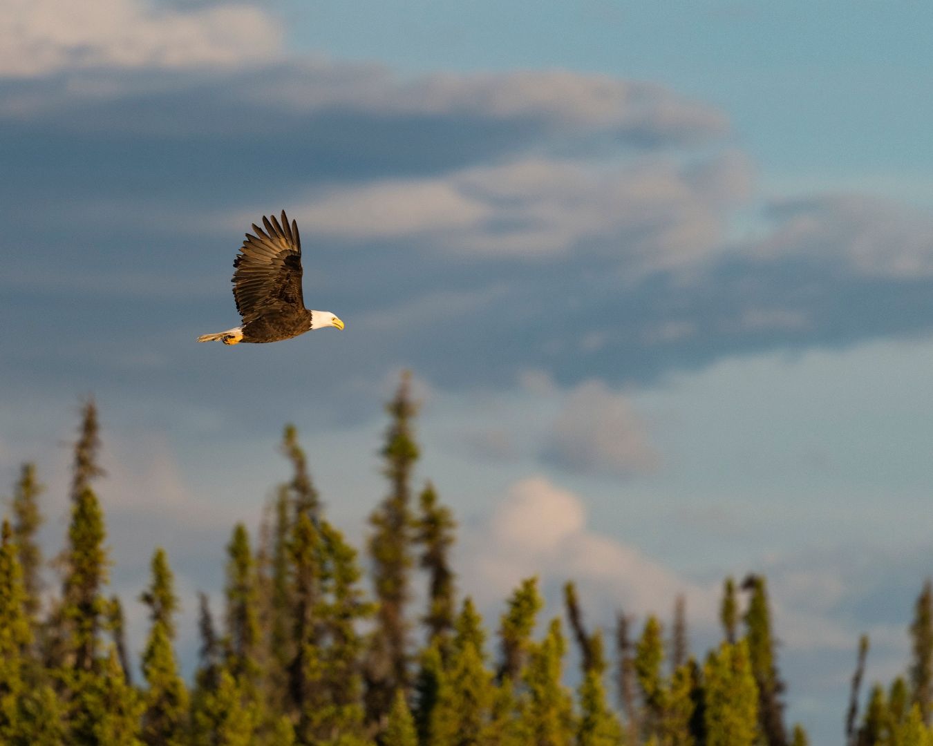 bald eagle soaring through alaskan skies