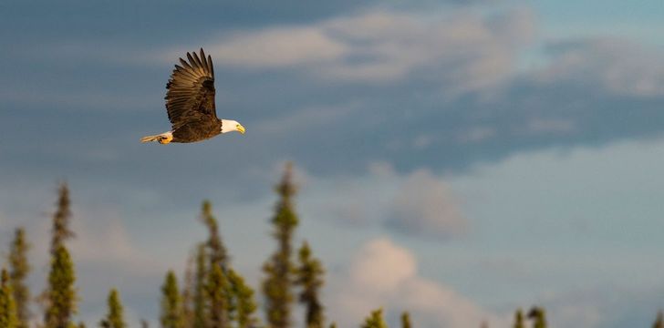 bald eagle soaring through alaskan skies