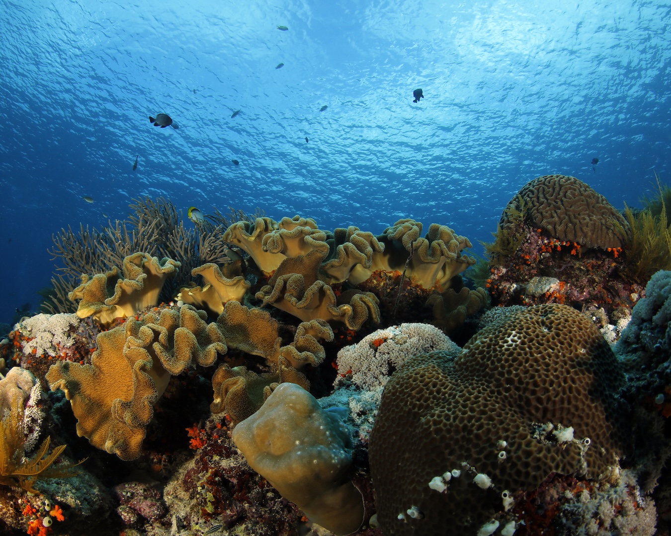 coral reefs in indonesia