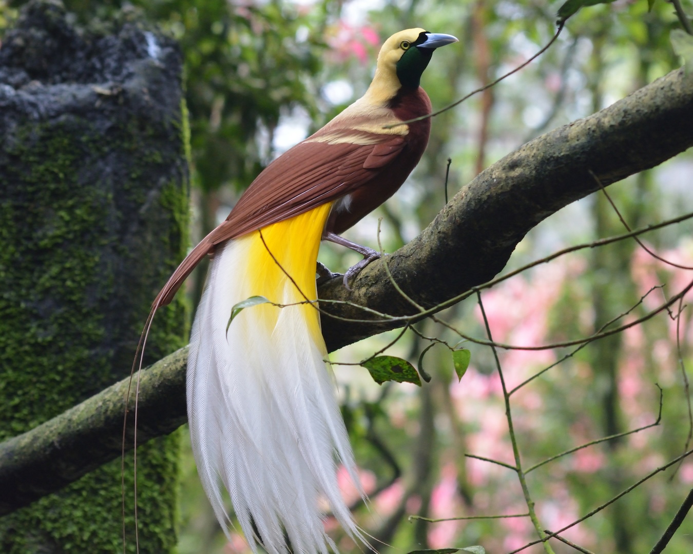 bird of paradise in indonesia
