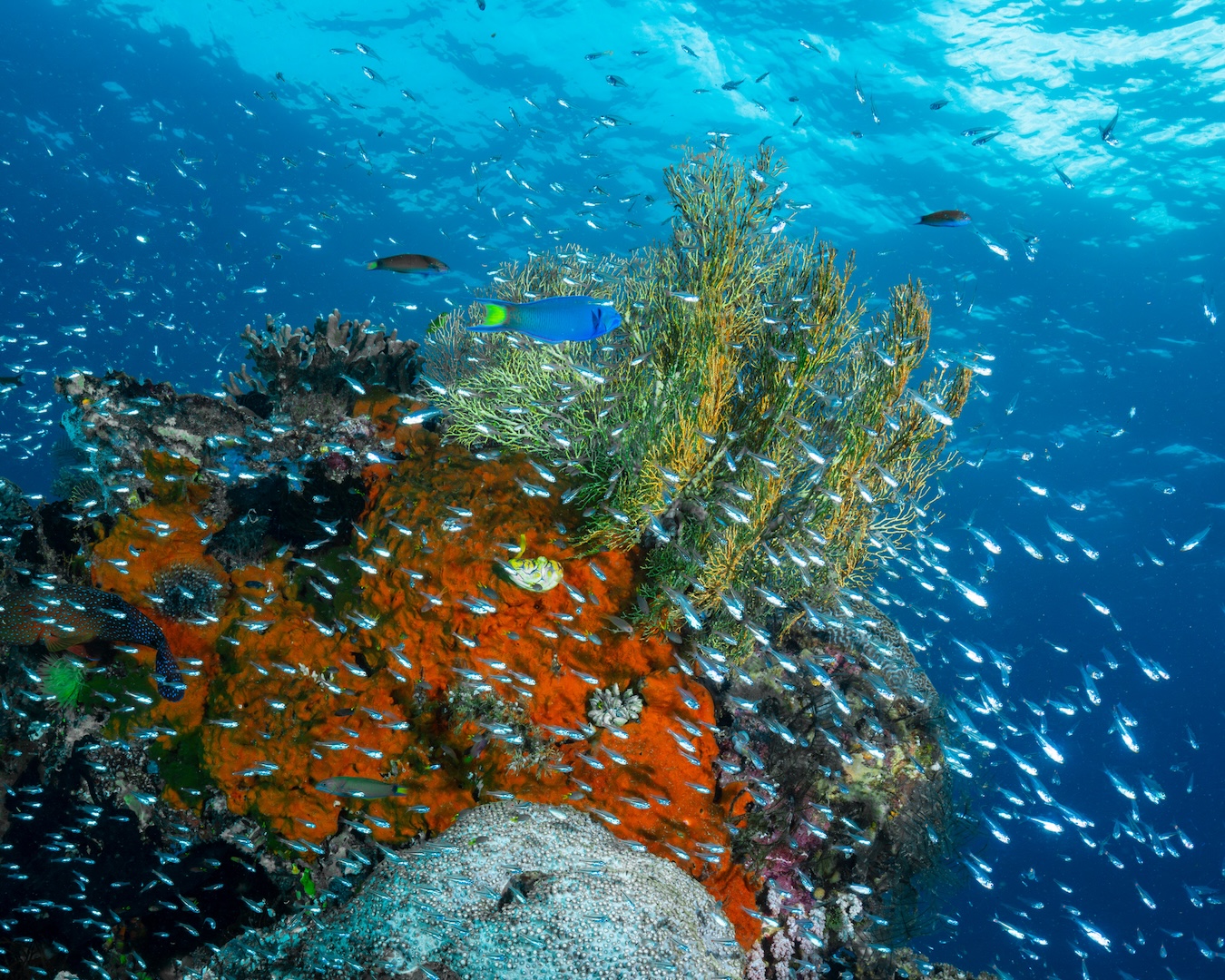 banda islands reef